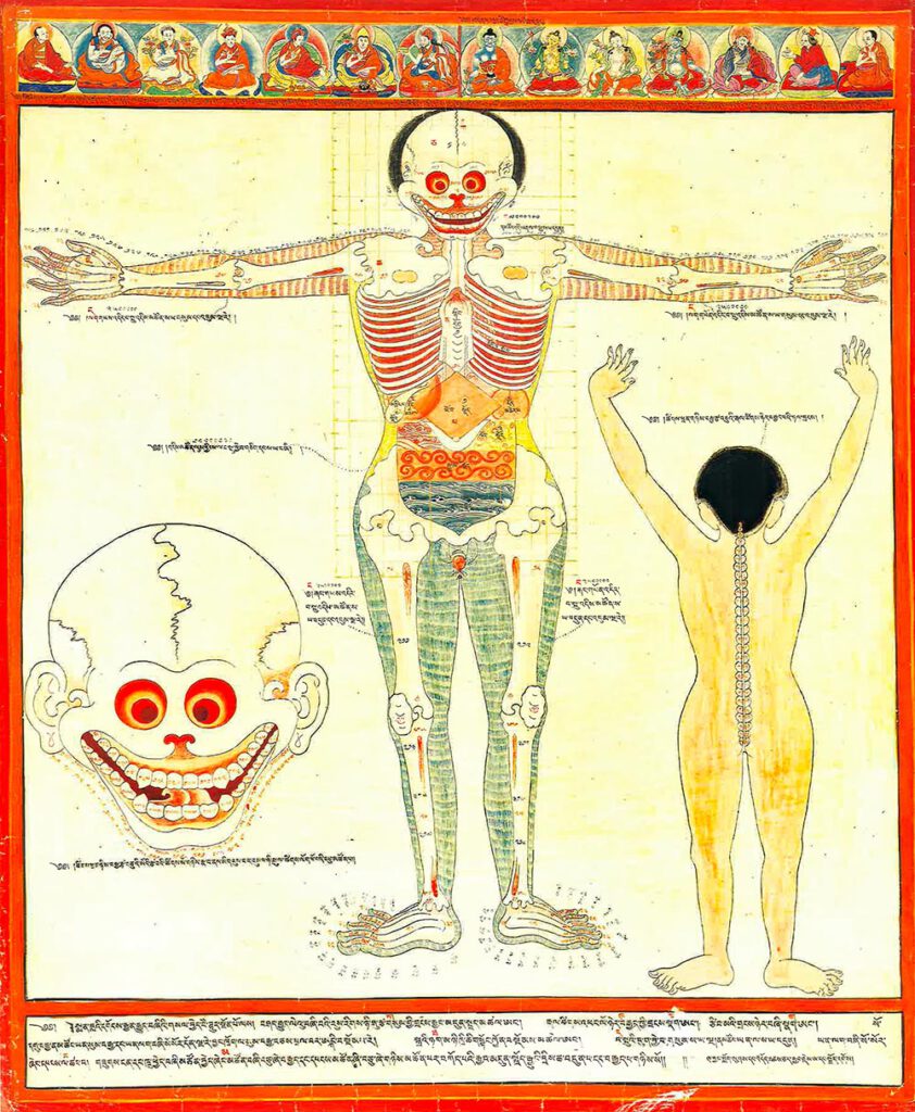 Anatomie des Darms, Vordere Ansicht — Das hochformatige Bild ist eine farbige Reproduktion aus dem 20. Farbige Reproduktion eines Gemäldes aus dem 17. Jahrhundert. In der Mitte eine aufrecht stehende Figur in der Vorderansicht abgebildet. Im linken Bildviertel ist ein Schädel dargestellt, und im rechten Bildviertel eine Rückenansicht der Figur. Teilweise sind Körperteile und innere Organe mit schwarzen Schriftzeichen versehen. Die Gestalt hat die Arme zu den Seiten ausgebreitet. Die Handflächen weisen nach vorne. Ihre Füße stehen nah beieinander, wobei die Zehen nach außen gerichtet sind. Einzelne Bestandteile des Skeletts sind detailliert dargestellt, wie zum Beispiel Fingerknochen und Fingergelenke oder der Aufbau des Kniegelenks. Flächen zwischen den Knochen und der Haut, die Fleisch und Muskeln darstellen, sind unterschiedlich farbig schraffiert. An den Armen hellbraun, um den Körper gelb und an den Beinen grün-blau. Zahnfleisch, Augenhöhlen und die Räume zwischen den Rippen leuchten in einem kräftigen Rot. In den Augenhöhlen markieren gelbe Kreise die Augen. Im leicht geöffneten breiten Mund sind die kompletten Zahnreihen sichtbar. Durch den Hals verläuft eine Röhre abwärts, die in ein auf der Spitze stehendes bräunliches Quadrat, den Magen, mündet. Um den Magen gruppieren sich weitere Organe. Auf der linken Seite des Magens befindet eine cremefarbene, tropfenförmige Form, die die Gallenblase darstellt. Rechts vom Magen befindet sich eine längliche, bauchige Form in einem ähnlichen Braunton wie der Magen, die die Milz darstellt. Unterhalb des Magens ist ein quer verlaufendes Band in Rottönen abgebildet. Es steht für den Dünndarm. Im Unterleib verläuft die Harnblase in horizontalen Wellen der Dickdarm. Die Wellen sind in Blau dargestellt. Zwei einander zugewandte Trapeze zu beiden Seiten des aufrechten bräunlichen Quadrats des Magens stellen den aufsteigenden (in leuchtend roten Wirbeln) und den absteigenden (in leuchtend gelben Wirbeln) Teil des Dickdarms dar. Die aufsteigende rote Seite ist als "Blutdarm" bekannt und steht für die Qualität des Blutes, während die gelbe Seite als "Sinbu-Darm" für die Mikroorganismen (auf Tibetisch "Sinbu" genannt) bekannt ist, die sie nährt, um Zugang zur Nahrung zu erhalten. Die obere Bildhälfte ist mit einem schwach gezeichneten Raster aus kleinen Quadraten hinterlegt. Der Schädel im unteren linken Bildviertel stellt eine Vergrößerung dar. Er entspricht im Wesentlichen dem Schädel der Gestalt. Im Unterschied zu ihm sind ausgeformte Ohrmuscheln gezeichnet. Die einzelnen Zähne sind beschriftet. Weitere Schriftzeichen verlaufen von Ohrmuschel zu Ohrmuschel entlang des Unterkiefers. Die Gestalt in Rückenansicht im rechten Bildviertel steht aufrecht mit erhobenen Armen. Ihren Hinterkopf bedecken kurze schwarze Haare. Die Körperfläche ist in Gelb gestaltet. Die Wirbelsäule mit den einzelnen Wirbeln tritt in Weiß hervor. Das Bild ist von einem strahlenden roten Band vollständig umrahmt. Eine Reihe von 14 Abbildungen von sitzenden Buddhas, Bodhisattvas und Meistern der tibetischen medizinischen Überlieferungslinie verläuft am oberen Rand des Bildes, wie bei tibetischen Gebetsfahnen. Entlang des unteren Bildrandes ziehen sich drei Schriftzeilen. Diese medizinische Darstellung kann als Teil einer ikonografischen Maltradition verstanden werden, die in buddhistischen Kulturen ihren Ursprung hat. —— Anatomy of the Gut, Anterior View — The portrait format image is a 20th-century coloured reproduction of a 17th-century painting. In the centre, an upright figure is depicted in an anterior view. The left quarter of the picture shows a skull, and the right quarter shows a posterior view of the figure. Parts of the body and internal organs are marked with black letters. The figure’s arms spread out to the sides. The palms of the hands point forward. The figure’s feet are close together with the toes pointing outwards. Individual components of the skeleton are depicted in detail, such as the finger’s bones and joints or the structure of the knee joint. Areas between the bones and the skin, representing flesh and muscles, are hatched in different colours. Light brown on the arms, yellow around the body and green-blue on the legs. Certain areas stand out in a strong red, such as the gums, eye sockets, and the spaces between the ribs. Yellow circles mark the eyes embedded within the sockets. In the slightly open and wide mouth, complete rows of teeth are visible. A tube runs down through the neck, ending in a brownish square standing on top, the stomach. Other organs are grouped around the stomach. To the left of the stomach is a cream-coloured tear-dropped shape gall bladder. To the right of the stomach is a bulbous oblong shape, in a similar shade of brown to the stomach, the spleen. Below the stomach, a transverse band is depicted in shades of red. It represents the small intestine. In the lower abdomen, the urinary bladder runs in horizontal waves. The waves are depicted in blue. Two bi-facing trapezoids on either side of the upright brownish square of the stomach represent the ascending (in bright red swirls) and descending (in bright yellow swirls) parts of the large intestine. The ascending red side is known as the 'blood colon' related to nourishing blood quality and the yellow side is known as the 'sinbu colon' for the microorganisms (known as 'sinbu' in Tibetan) that it nourishes to access nutrition. The upper half of the picture has a faintly drawn grid of small squares. The skull in the lower left quarter of the picture represents an enlargement. Essentially, it corresponds to the skull of the figure. In contrast to it, shaped auricles are drawn. The individual teeth are labelled. Further characters run from auricle to auricle along the lower jaw. The figure in the posterior view in the right quarter of the image stands upright with raised arms. Short black hair covers the back of the head. The body is painted in yellow. The spine with individual vertebrae stands out in white. The picture is completely framed by a radiant red band. A row of 14 images of seated Buddha, bodhisattva, and Tibetan medical lineage masters runs along the upper edge of the picture, as in Tibetan prayer flags. Three lines of script run along the lower edge of the picture. This medical representation can be understood as part of an iconographic painting tradition that originated in Buddhist cultures.
