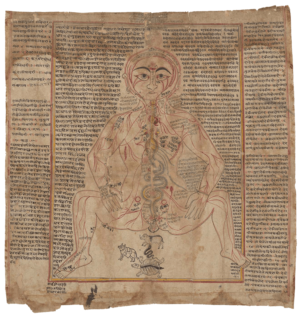 Indian Anatomical Painting Comparative Guts