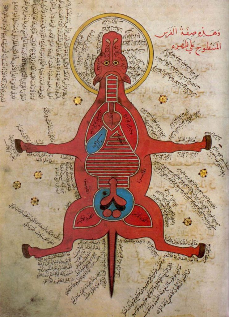 Anonym, K. Sharḥ al-Maqāma al-Ṣalāḥiyya fī l-Khayl wa-al-Bayṭāra, über Pferde und Rache Die Darstellung aus dem 13. Jahrhundert präsentiert die Ansicht eines Pferdekörpers mit seinen Eingeweiden, dazu Text in arabischen Schriftzeichen. Kurze Bezeichnungen an einzelnen Körperteilen lassen an deren Benennung denken. Das Bild zeigt die Silhouette des Pferdes zweidimensional, vergleichbar mit der Modellvorlage auf einem Bastelbogen. Die rot ausgemalten Beine mit den braunen Hufen sind links und rechts seitlich vom Körper weggestreckt. Am ebenfalls rot gestalteten Kopf sind links und rechts die spitzen Ohren, Augen und ein Maul mit Nüstern auszumachen. Den Kopf umläuft unter dem Hals hindurch ein goldfarbener Ring, der an einen Heiligenschein erinnert. Der Schweif ragt senkrecht in die untere Bildhälfte. Er ist, wie die übrige Körperfläche, in einem kräftigen Rot gehalten. Auf der Körperfläche sind innere Organe wie Herz, Lunge, Milz und Darm dargestellt. Das Herz befindet sich mittig darauf. Es hat nahezu die Form eines menschlichen Herzens. Zu seinen beiden Seiten erstrecken sich längliche Ovale bis zum Ansatz der Vorderbeine. Links, unterhalb des Herzens, liegt ein kleineres blaues Oval. Weiße Umrisse grenzen die einzelnen inneren Organe voneinander ab. Rund um die Illustration sind auf dem hellen Untergrund goldfarbene runde Scheiben verteilt, deren Ränder von schwarzen Punkten umlaufen werden. Links oben auf dem Hochformat verlaufen acht Textzeilen senkrecht. Das Blatt müsste um 90° gedreht werden, um sie zu lesen. In der rechten oberen Ecke sind zwei in Rot geschriebene waagerecht verlaufende Zeilen platziert. — — Anonymous, K. Sharḥ al-Maqāma al-Ṣalāḥiyya fī l-Khayl wa-al-Bayṭāra, on Horses and Revenge This 13th-century depiction presents a view of a horse's body with its entrails, accompanied by text in Arabic characters. Short descriptions near individual parts of the body suggest their naming. The photo shows a two-dimensional silhouette of a horse, reminiscent of a model template on a handicraft sheet. The red legs with brown hooves are stretched out to the left and right sides of the body. Also painted red are the pointed ears, eyes and muzzle with nostrils which are placed on both sides of the head. A golden ring, reminiscent of a halo, runs around the head and under the neck. The red-painted tail projects vertically into the lower half of the picture. Internal organs such as the heart, lungs, spleen, and intestines are depicted on the body's surface. The heart is in the centre. It has a shape similar to that of a human heart. On both sides, elongated ovals extend to the base of the front legs. On the left, below the heart, is a smaller blue oval. White outlines delineate the individual internal organs. Around the illustration, gold-coloured round discs are distributed on a light-coloured background, their edges encircled by black dots. At the top left of the portrait format, eight lines of text run vertically. The sheet would require a 90-degree turn to read them. In the upper right corner, there are two horizontal lines of text written in red.