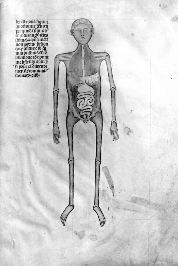Guido da Vigevano’s Anatomie, Abbildung 8 Die Seite aus einem Buch zeigt die Illustration eines menschlichen Körpers. In der linken oberen Ecke ist sie mit einem kurzen lateinischen Text versehen. Die Seite ist Bestandteil einer Serie von insgesamt 17 Abbildungen, die die Anatomie des Menschen zeigen. Die Zeichnung ist in schwarz-weiß ausgeführt. Der Umriss des Körpers tritt als markante schwarze Linie hervor. Knochen und Gelenke sind in Grautönen dargestellt, die inneren Organe bleiben weiß. Die Arme und Beine erscheinen sehr dünn, Muskeln oder Sehnen sind nicht abgebildet. Erkennbar sind die Gelenke der Hände, des Ellenbogens, der Schultern, der Hüfte, der Knie und der Füße sowie die Schlüsselbeine. Finger und Zehen wurden lediglich angedeutet. Auf dem Hals sitzt der Kopf mit einem ausgearbeiteten Gesicht, Ohren und kurzen gelockten Haaren. Das Gesicht ist rund, die Augen sind geschlossen, die Mundwinkel weisen nach unten. In der Bauchhöhle sind die Umrisse der Verdauungsorgane hervorgehoben. Die Flächen neben den Organen sind grau und dunkelgrau schraffiert. Wie ein breites helles Band zieht sich das Zwerchfell über die Brusthöhle. Von oben führt die Speiseröhre wie ein dünner Schlauch nahezu gerade vom Hals abwärts in den zwiebelförmig dargestellten Magen. Dabei durchstößt sie das Zwerchfell. Der Darm, der in Schlingen die untere Fläche der Bauchhöhle füllt, beginnt rechts neben dem Magen. Der Text in lateinischer Sprache beginnt auf Kopfhöhe der Zeichnung und zieht sich in kurzen Zeilen bis auf Höhe des Oberarms der Illustration. Er ist in kräftigen verschnörkelten Buchstaben geschrieben. — — Guido da Vigevano's Anatomy, Figure 8 This page from a book shows an illustration of a human body. It is accompanied by a short Latin text in the upper left corner. The page is part of a series of 17 illustrations altogether demonstrating human anatomy. The drawing is executed in black and white. The outline of the body stands out because of its prominent bold black line. The bones and joints are depicted in shades of grey, the internal organs remain white. The arms and legs appear very thin. Muscles or tendons are not depicted. The joints of the hands, elbow, shoulders, hips, knees, and feet, as well as the collarbones, are recognisable. Fingers and toes have only been indicated. On top of the neck, is the head with a detailed face, ears, and short curly hair. The face is round, the eyes are closed, and the corners of the mouth point downwards. In the abdominal cavity, the outlines of the digestive organs are bolded and emphasised. The areas next to the organs are hatched in grey and dark grey. The diaphragm stretches across the thoracic cavity like a wide light band. From above, the oesophagus runs like a thin tube almost straight down from the neck into the onion-shaped stomach. In doing so, it pierces the diaphragm. The intestine, which fills the lower surface of the abdominal cavity in loops, begins to the right of the stomach. The Latin text in the upper left corner begins at the level of the figure’s head and continues in short lines up to the level of the figure’s upper arm. It is written in bold squiggly letters.